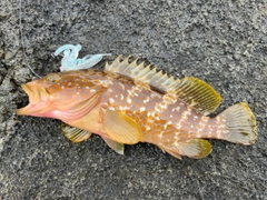 キジハタの釣果