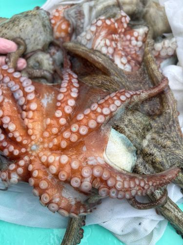 タコの釣果