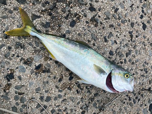 ツバスの釣果
