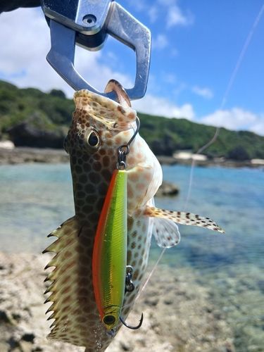 イシミーバイの釣果