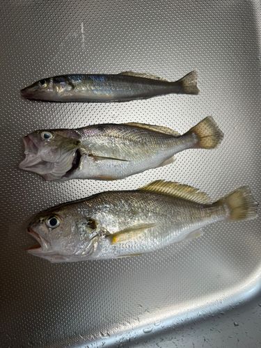 イシモチの釣果