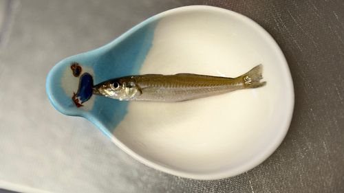 キスの釣果