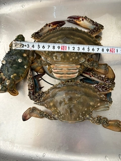 ワタリガニの釣果