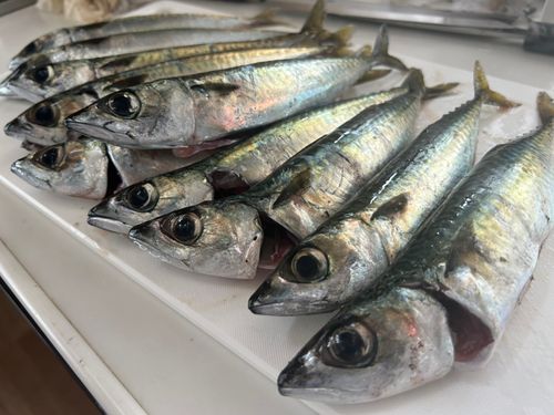 サバの釣果
