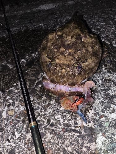 カジカの釣果