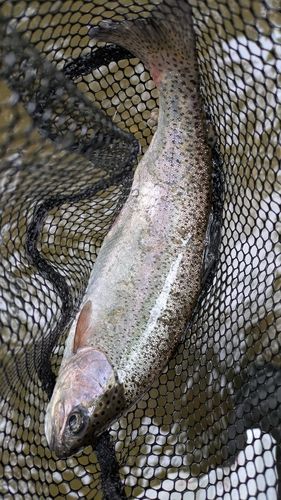 トラウトの釣果