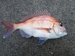 マダイの釣果
