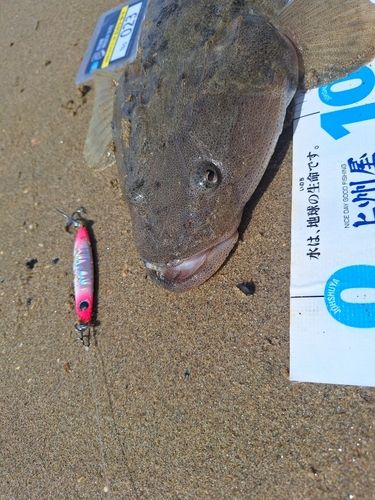 マゴチの釣果