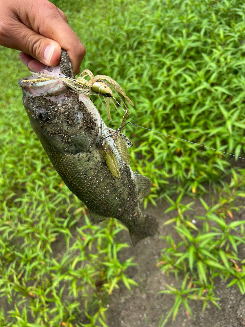 ブラックバスの釣果写真