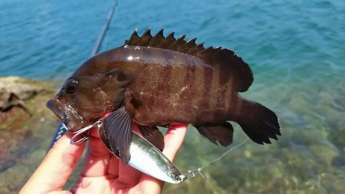 ヤミハタの釣果