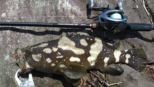 クエの釣果