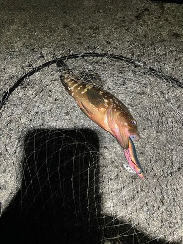 アコウの釣果