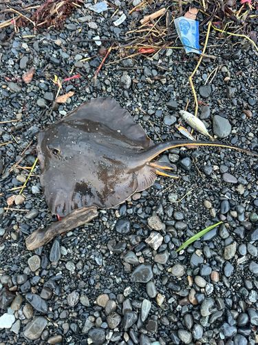 オオニベの釣果