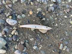 カマスの釣果