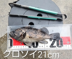 クロソイの釣果