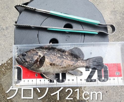 クロソイの釣果