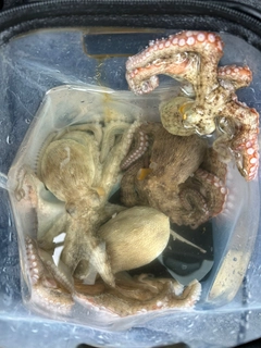 タコの釣果
