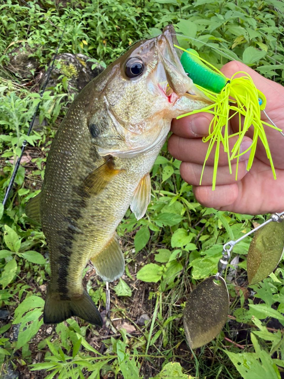 ブラックバスの釣果写真