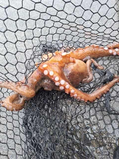 タコの釣果