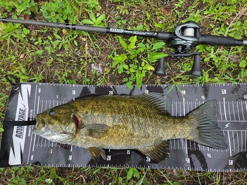 スモールマウスバスの釣果