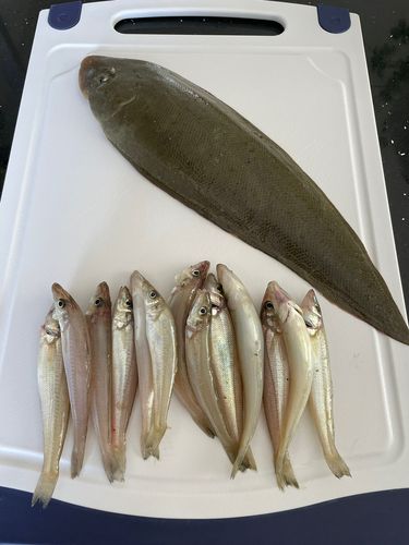 キスの釣果