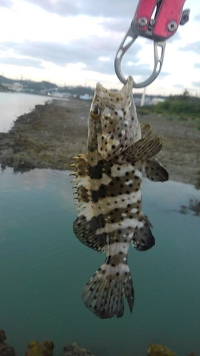 イシミーバイの釣果