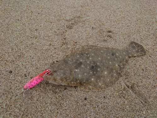 ヒラメの釣果