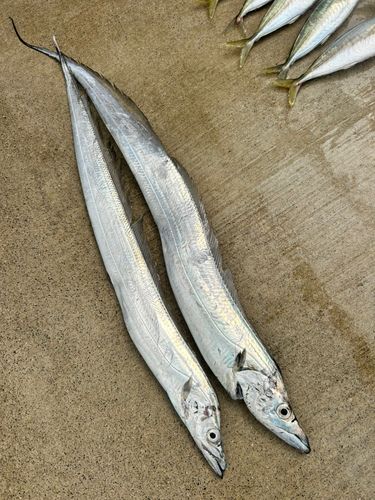 タチウオの釣果
