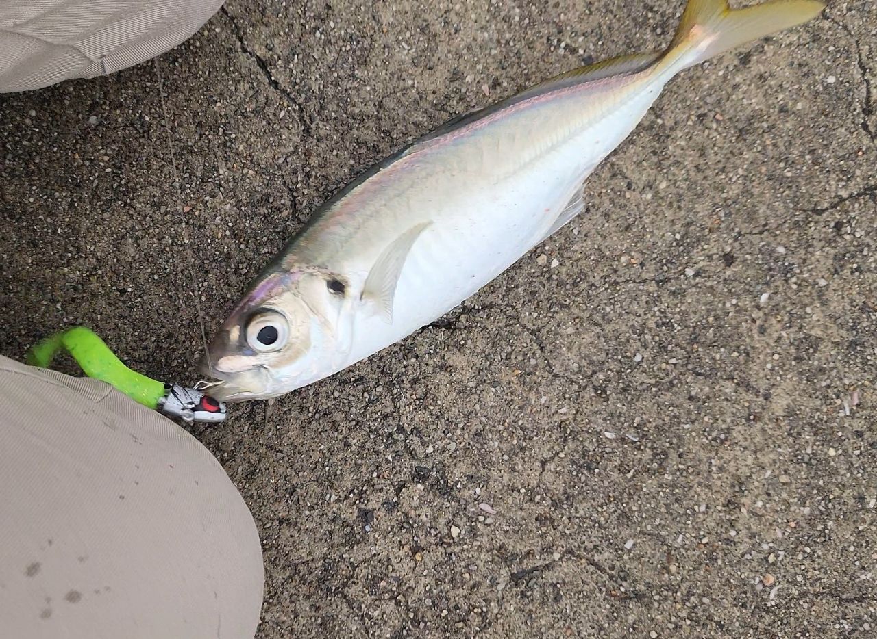 マアジの釣果写真