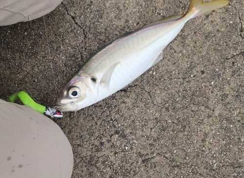マアジの釣果