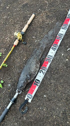 ナマズの釣果