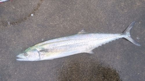 サゴシの釣果