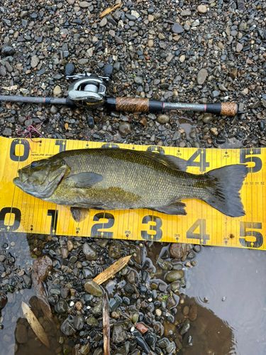 スモールマウスバスの釣果