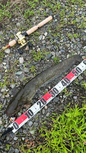 ナマズの釣果