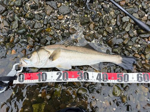フッコ（マルスズキ）の釣果