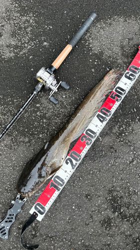 ナマズの釣果