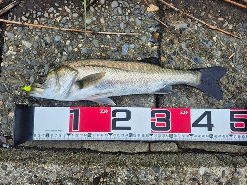 シーバスの釣果