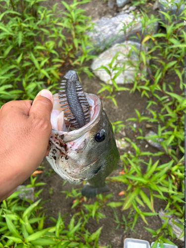 ブラックバスの釣果
