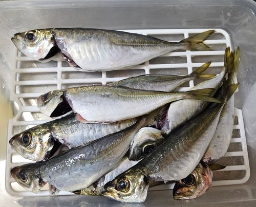 マアジの釣果
