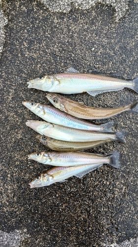 シロギスの釣果