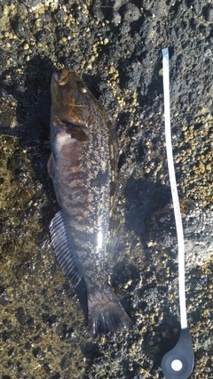 アイナメの釣果