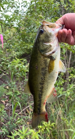 ラージマウスバスの釣果