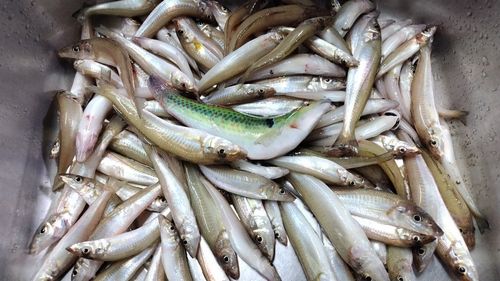 キスの釣果