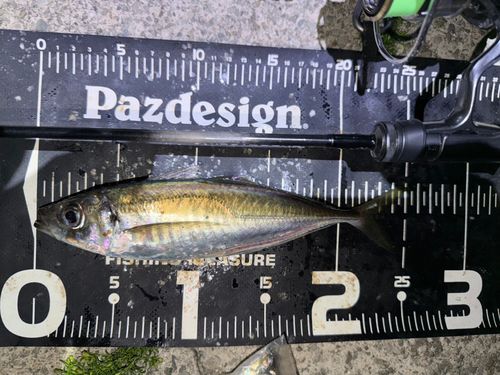 マアジの釣果
