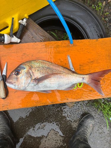 エソの釣果