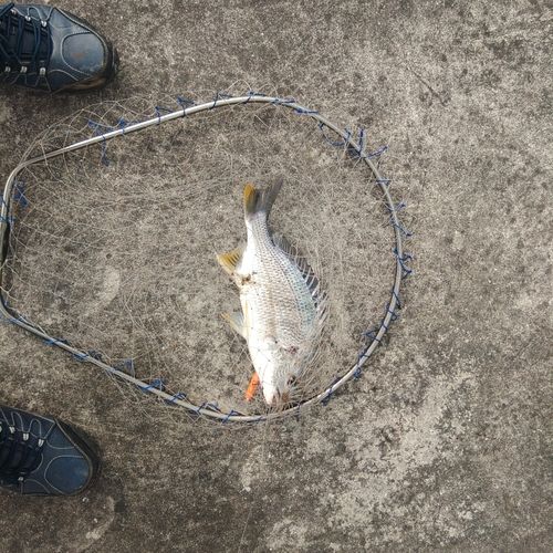 キビレの釣果