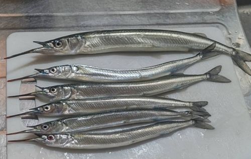 サヨリの釣果