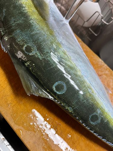 ワラサの釣果