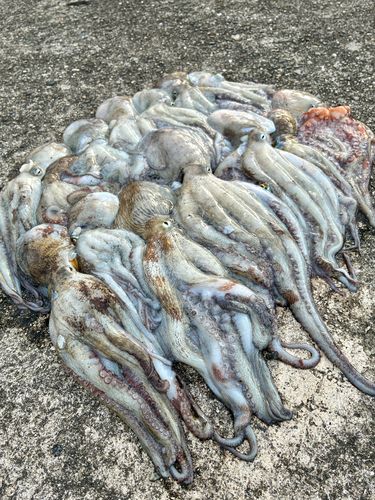 タコの釣果