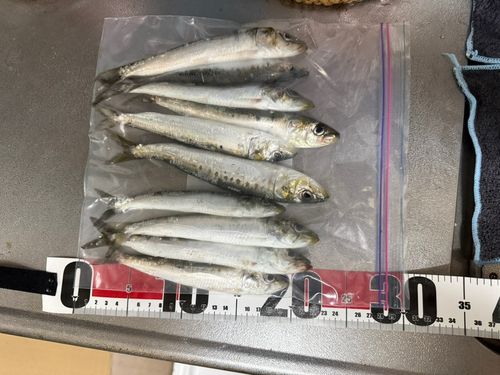 イワシの釣果